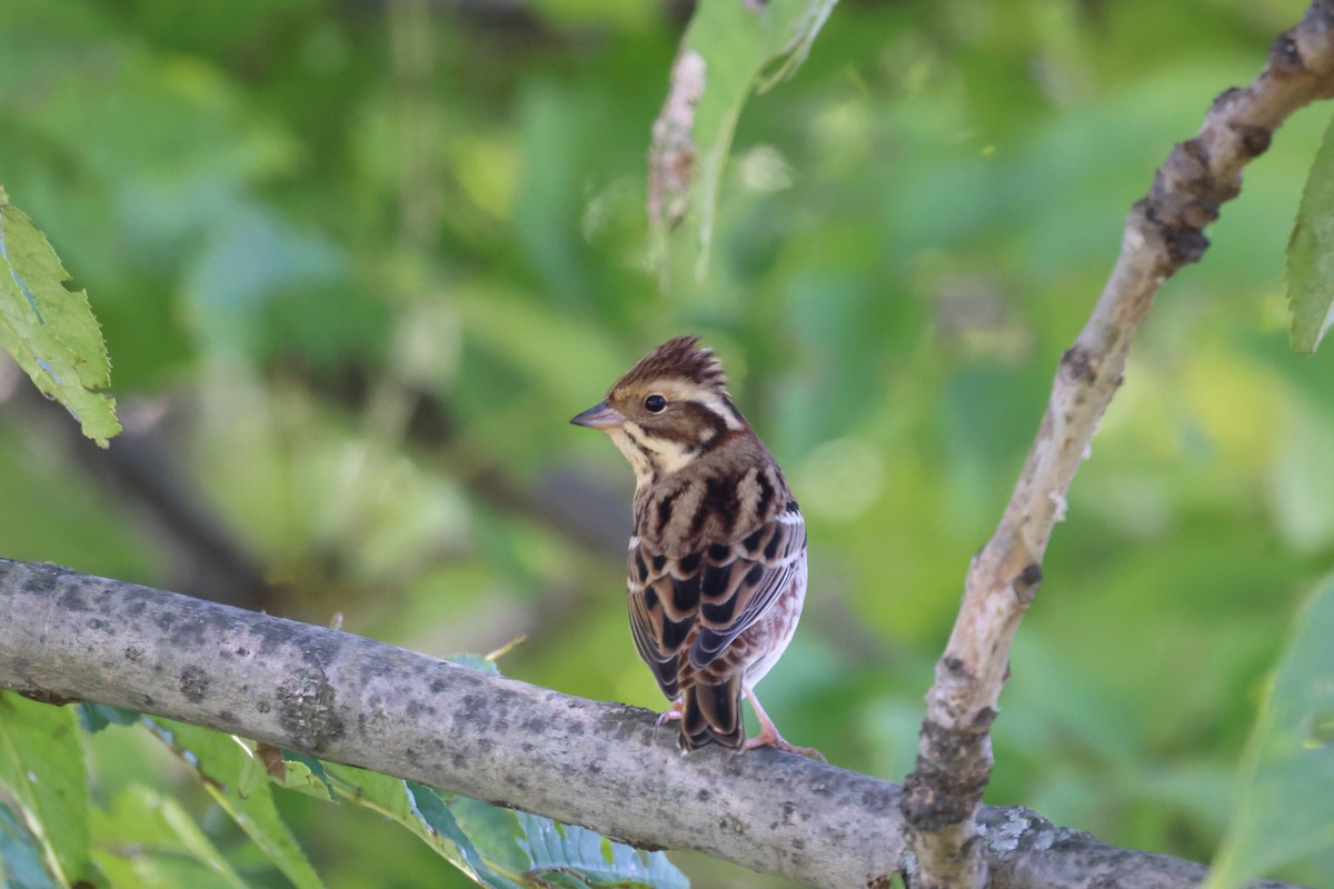 Rustic Bunting - ML609882574