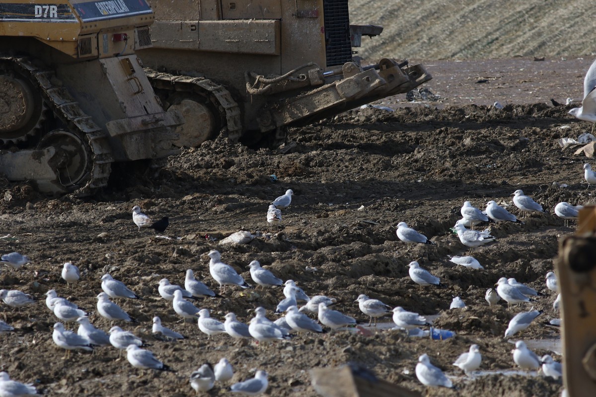 Ring-billed Gull - ML609882577