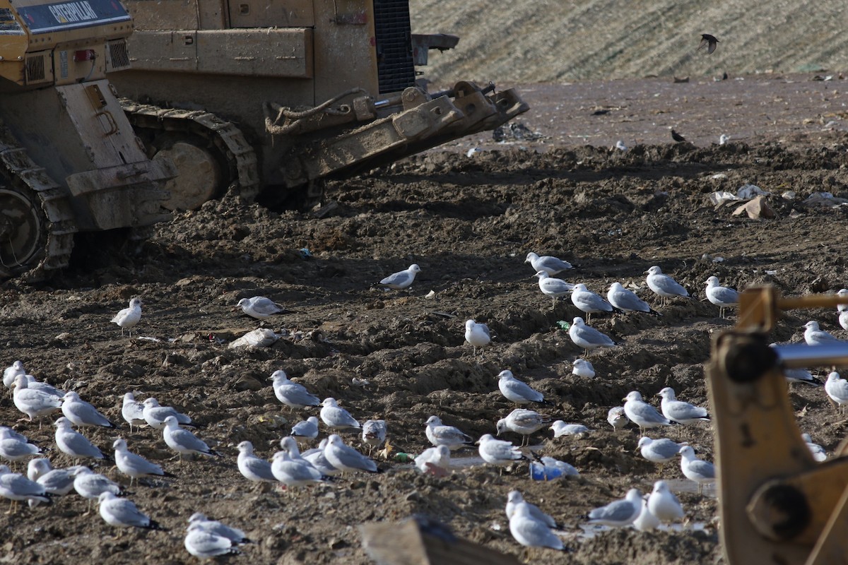 Ring-billed Gull - ML609882578