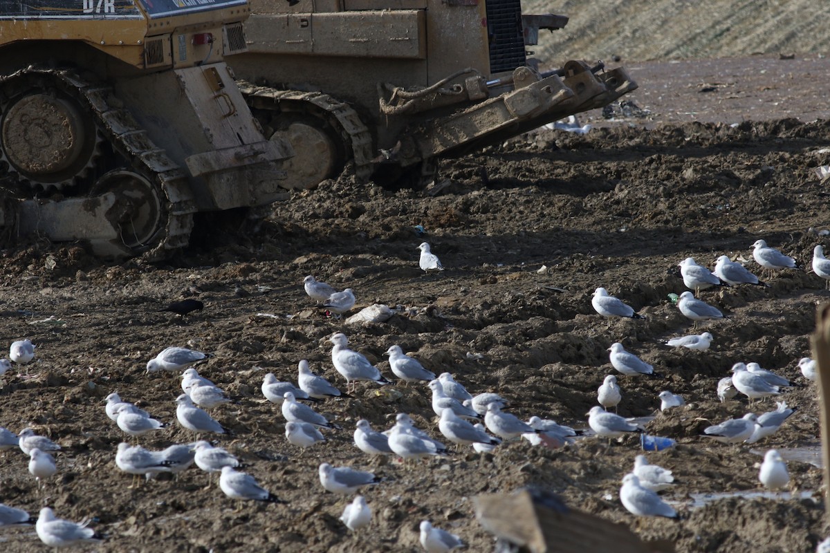 Ring-billed Gull - ML609882579