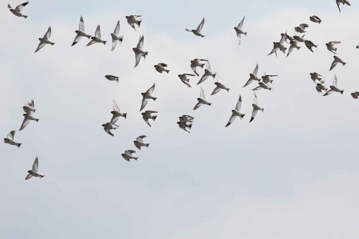 Snow Bunting - Brian Quindlen