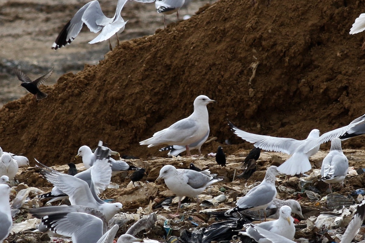 Iceland Gull (kumlieni/glaucoides) - ML609882631