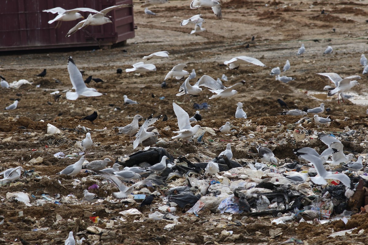 Iceland Gull (kumlieni/glaucoides) - ML609882633