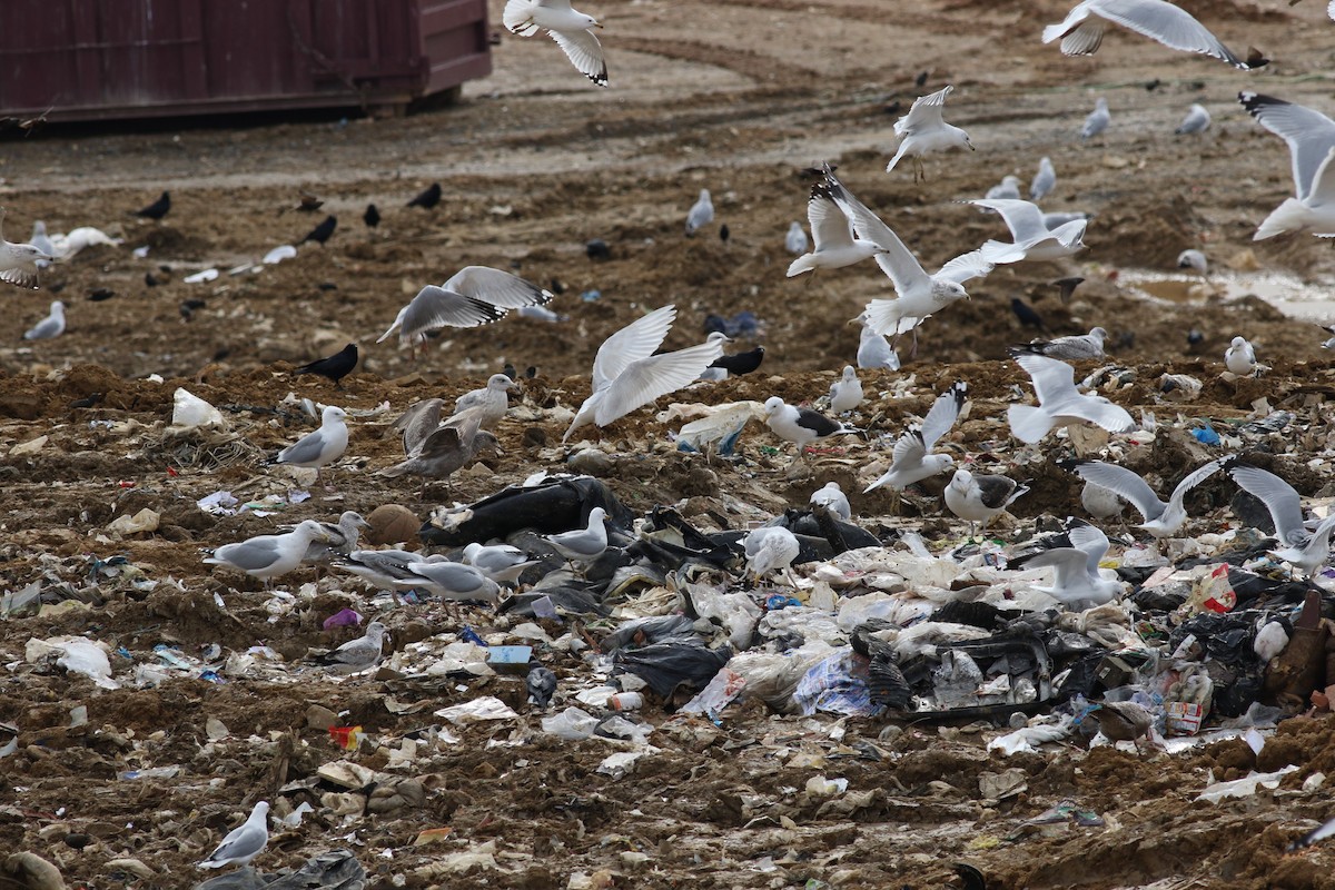 Iceland Gull (kumlieni/glaucoides) - ML609882635