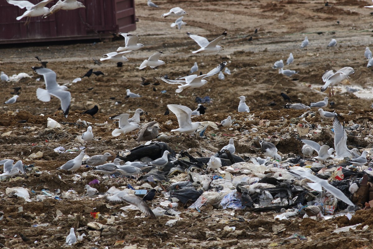 Iceland Gull (kumlieni/glaucoides) - ML609882636