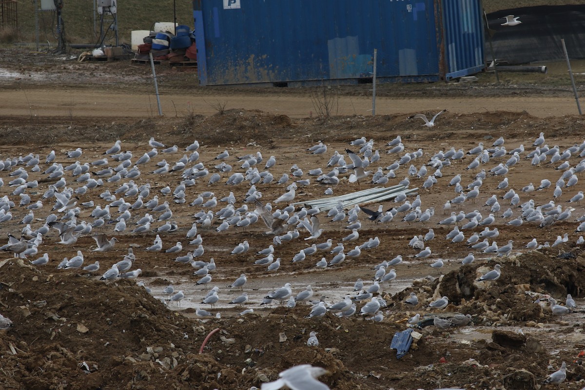 Iceland Gull (kumlieni/glaucoides) - ML609882637