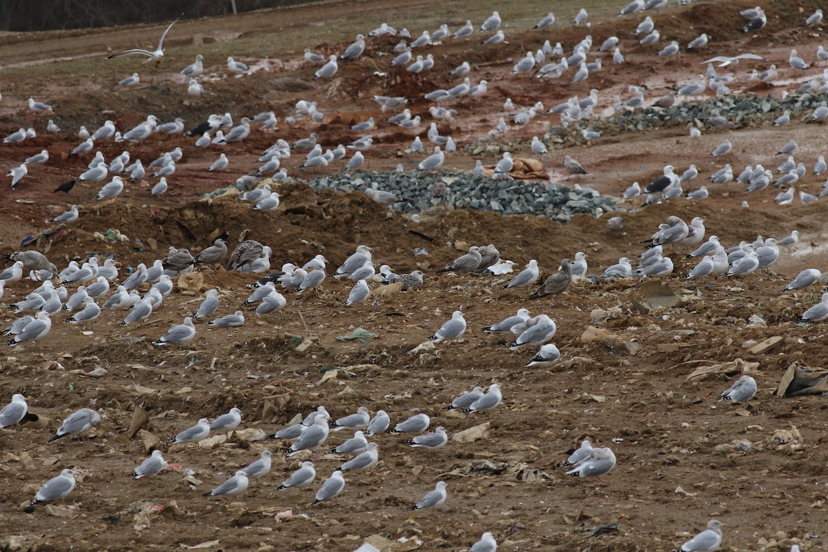 Lesser Black-backed Gull - ML609882653