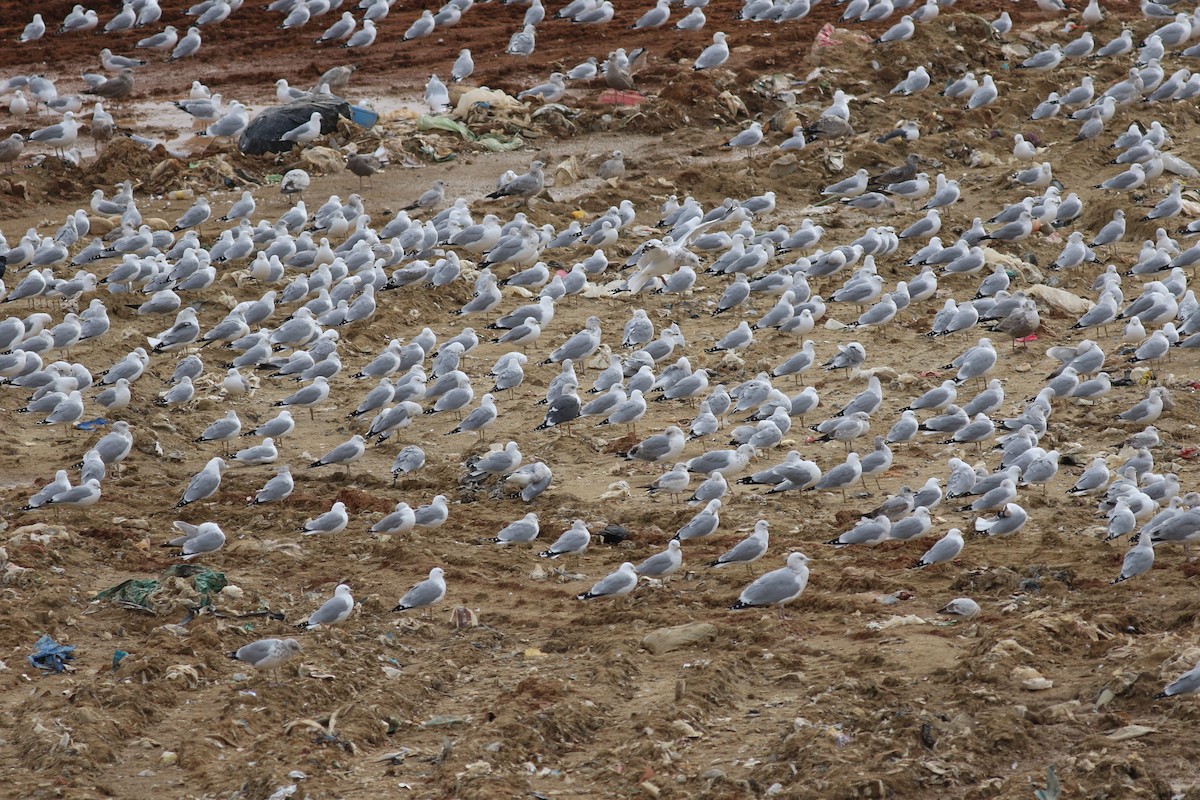 Lesser Black-backed Gull - Brian Quindlen