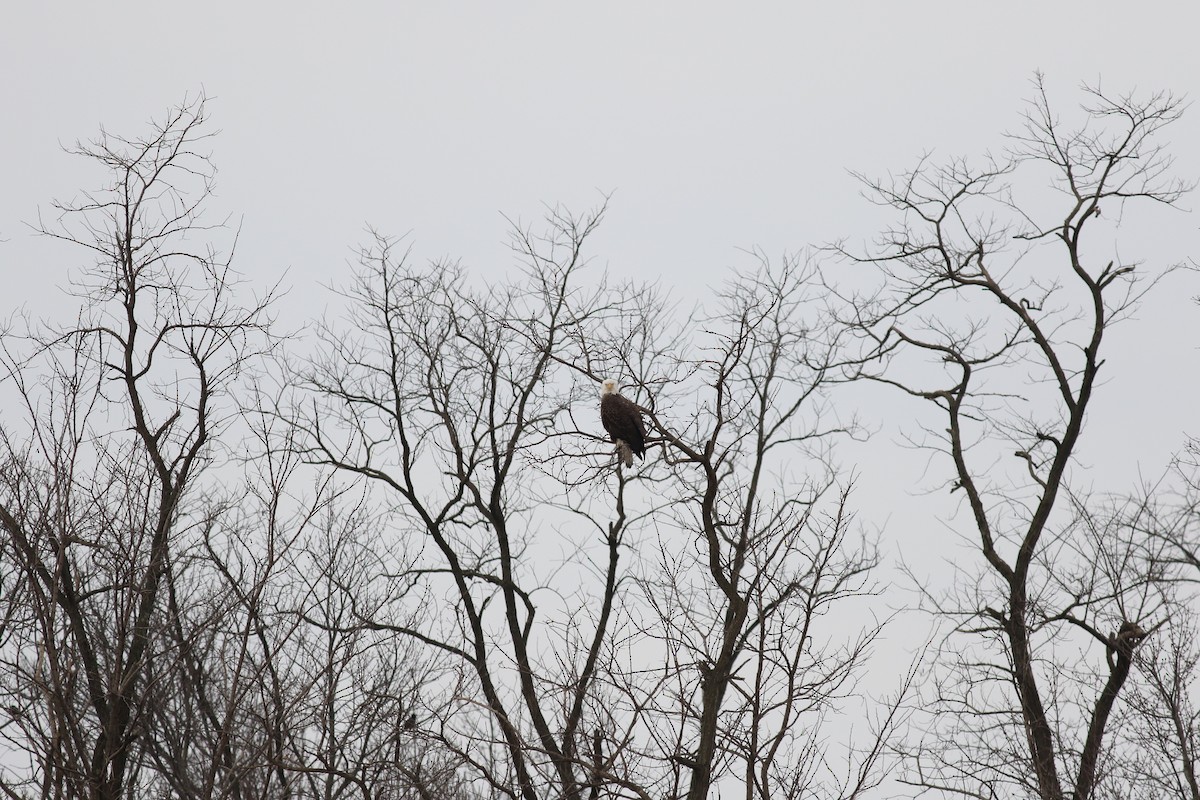 Bald Eagle - ML609882657