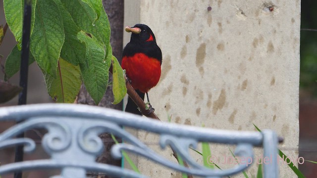 Tangara Ventriescarlata (grupo lunulatus) - ML609882685