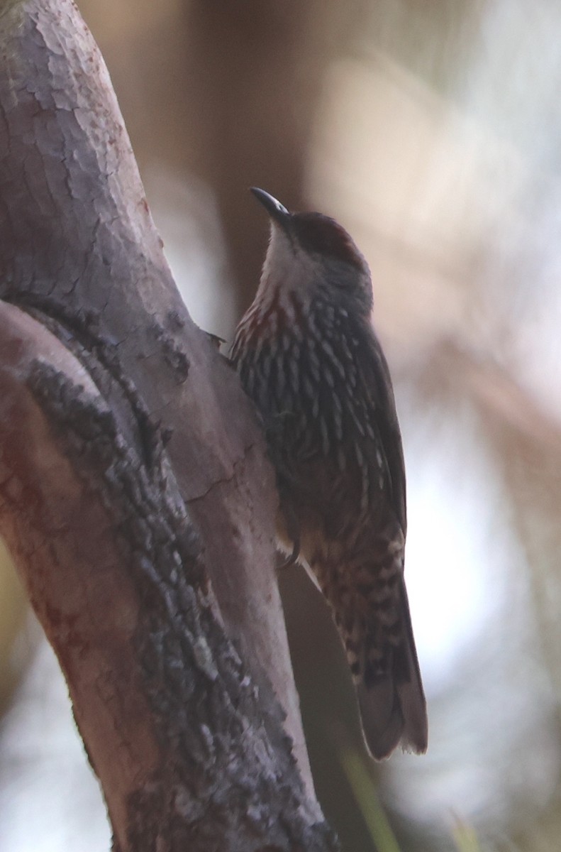 Red-browed Treecreeper - ML609882750