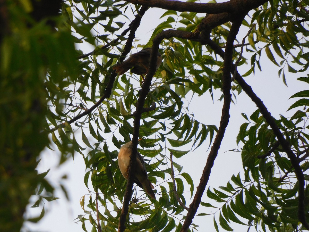 Chestnut-tailed Starling - ML609882809