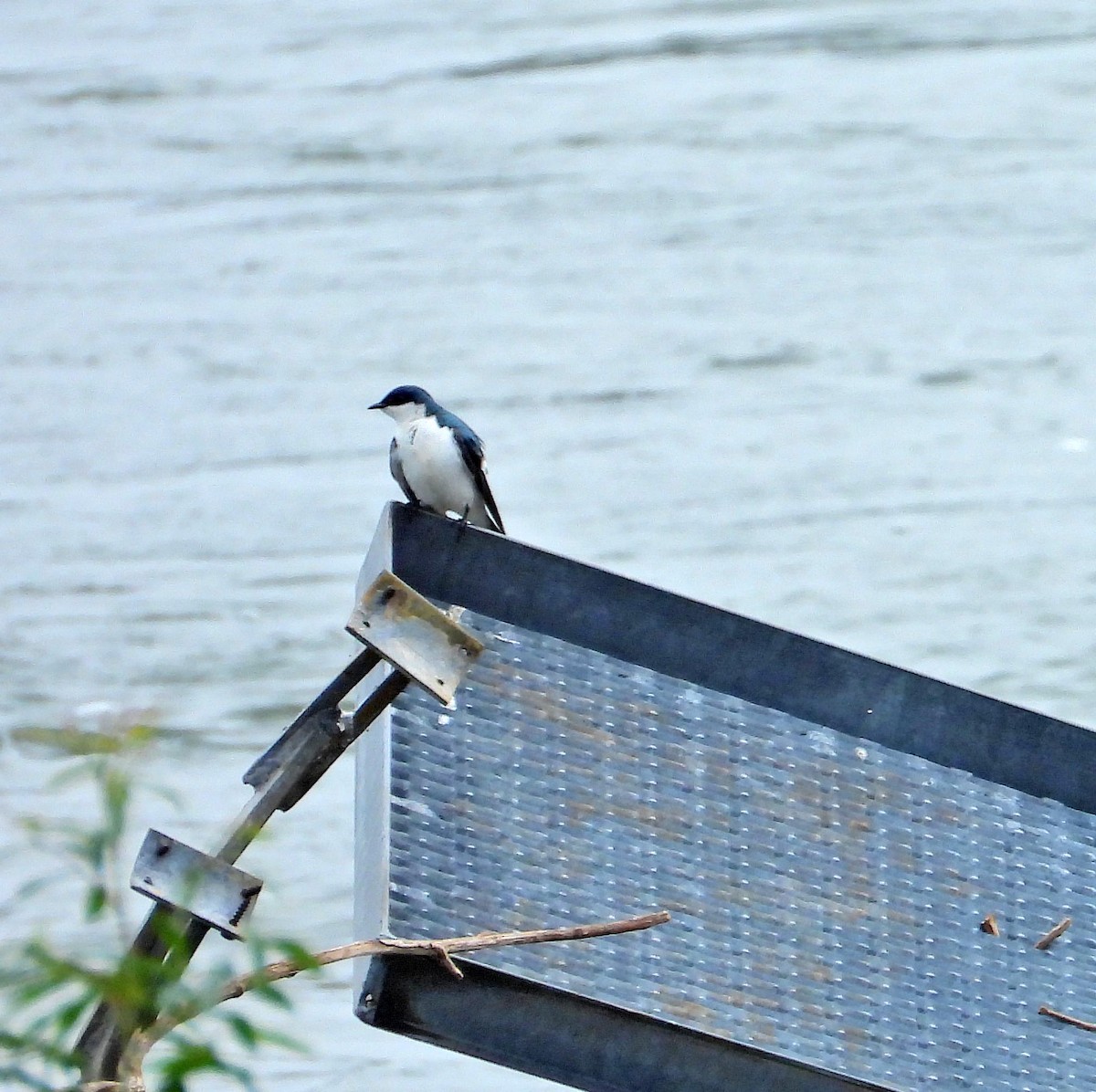 White-winged Swallow - Hugo Valderrey