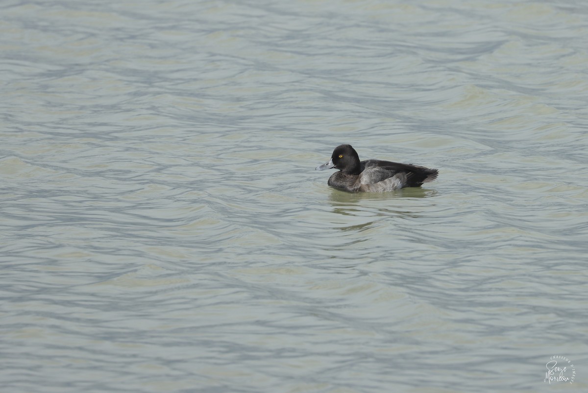 Lesser Scaup - ML609882979