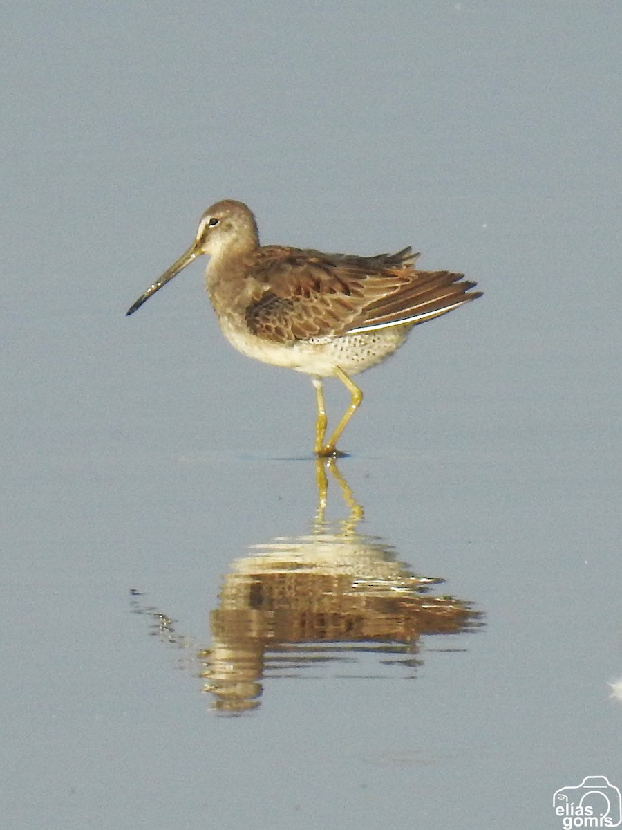 Long-billed Dowitcher - Elías  Gomis Martín