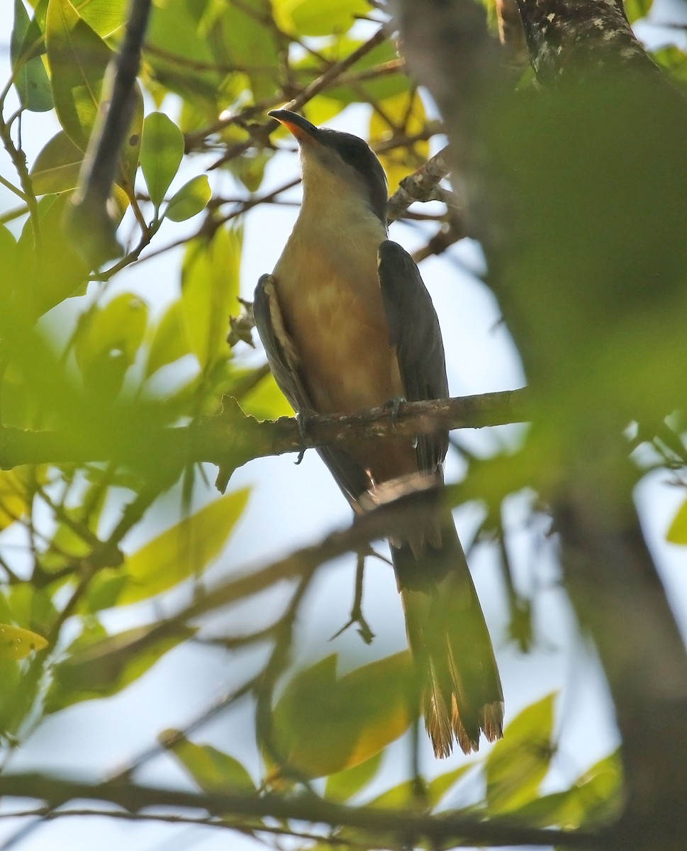 Mangrove Cuckoo - Trevor Ellery