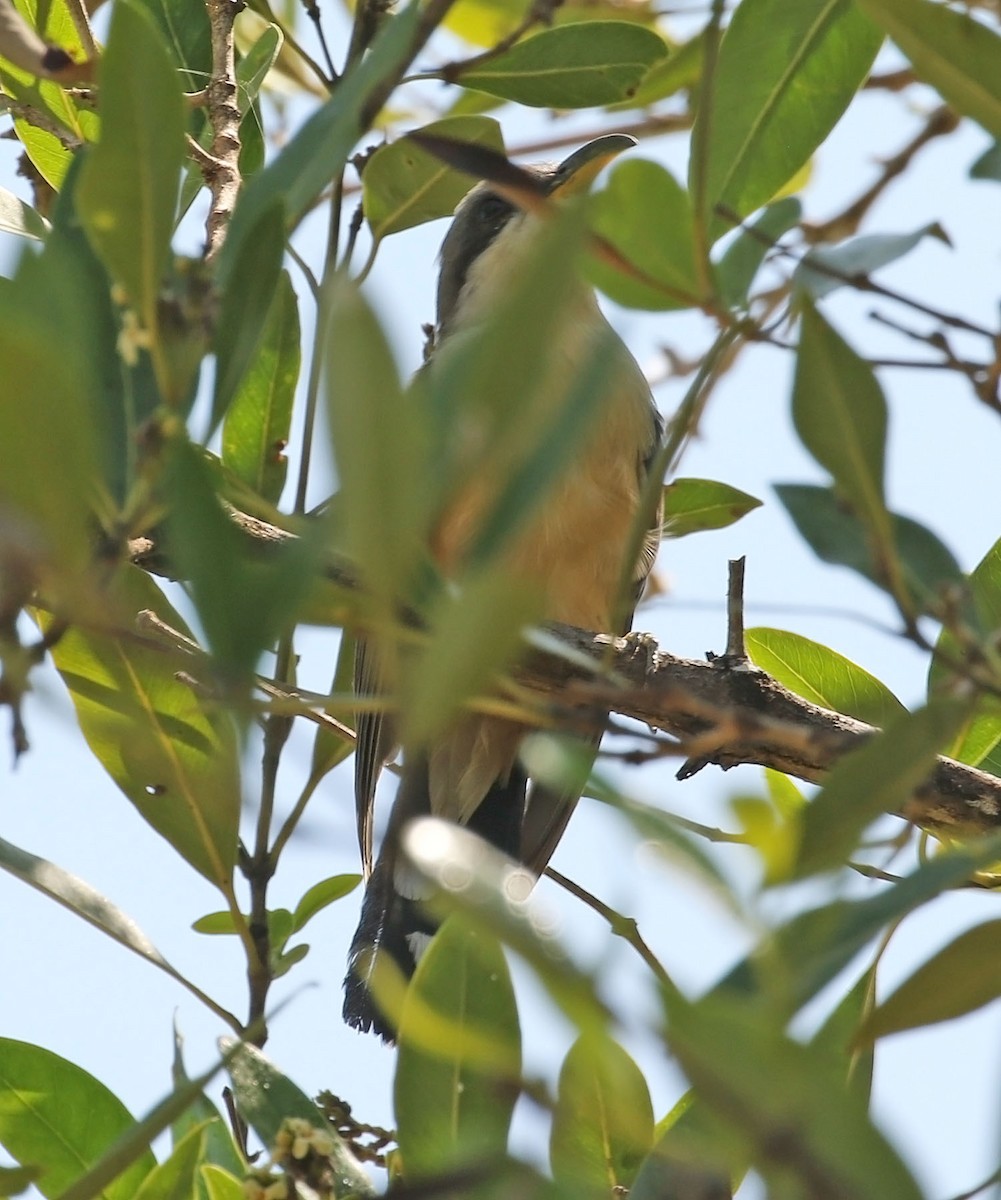 Mangrove Cuckoo - Trevor Ellery