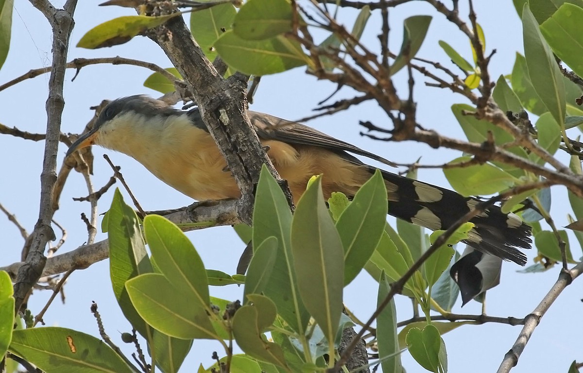 Mangrove Cuckoo - Trevor Ellery