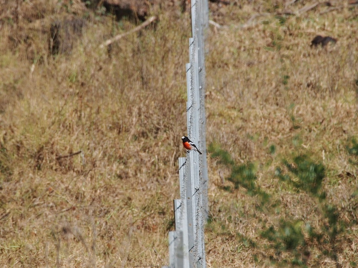 サンショクヒタキ - ML609883156