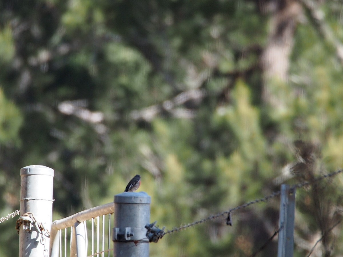 サンショクヒタキ - ML609883177