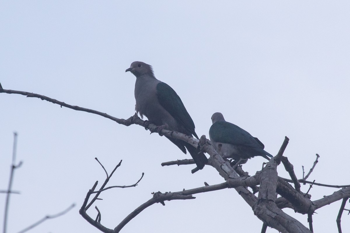 Green Imperial-Pigeon - ML609883318
