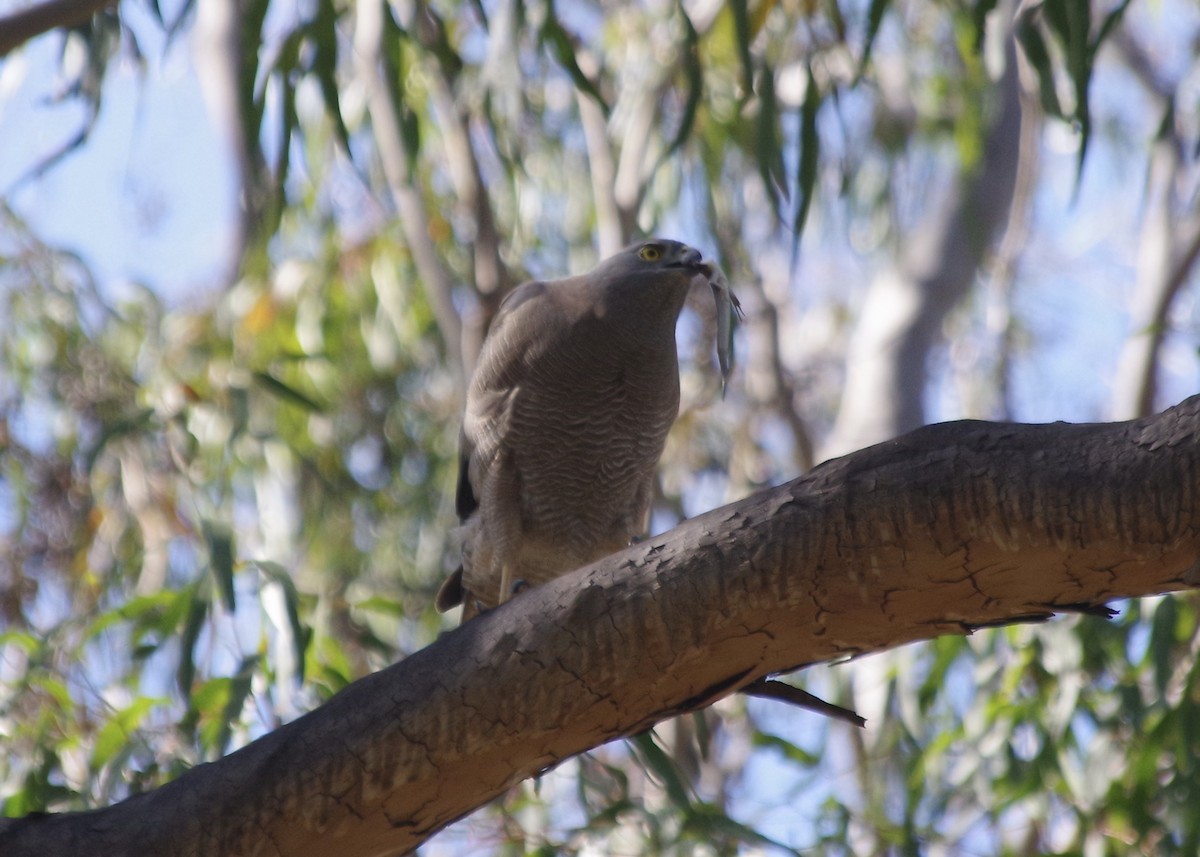 Brown Goshawk - ML609883341