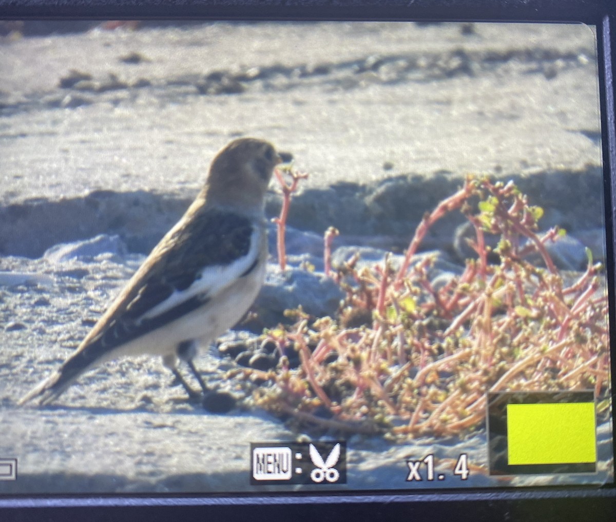 Snow Bunting - ML609883416