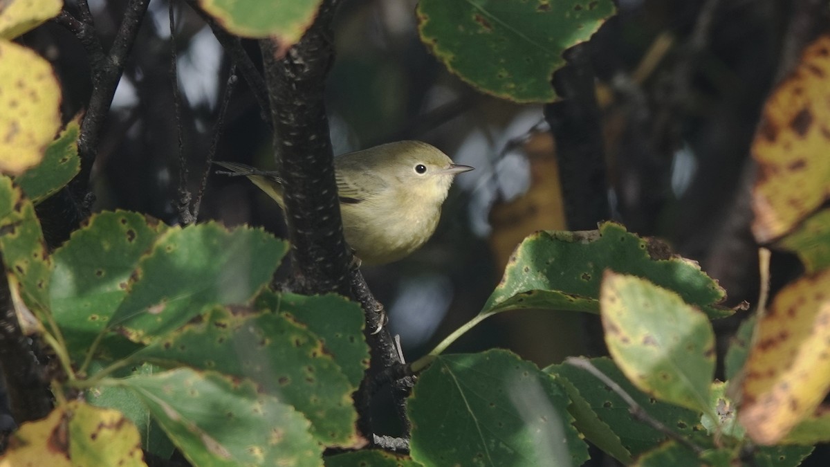 Yellow Warbler - Barry Day