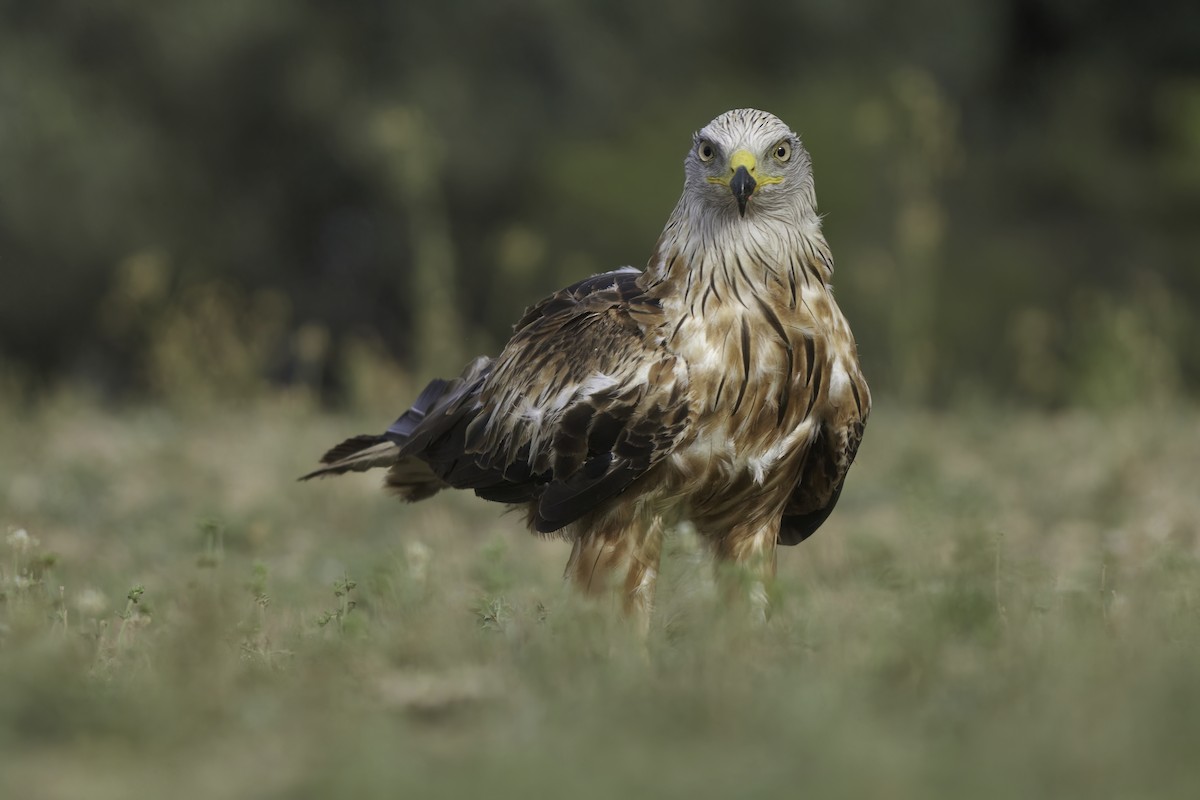 Red Kite - ML609883461