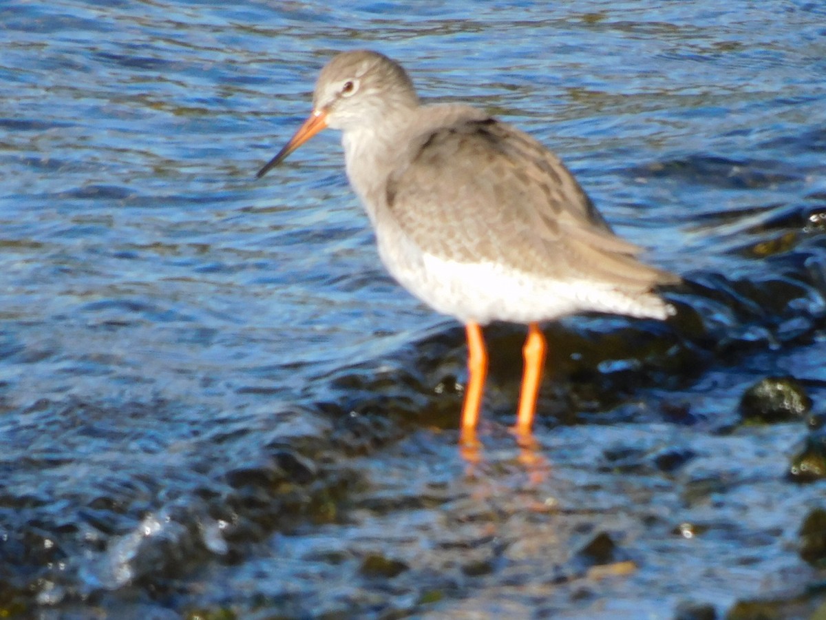 Common Redshank - ML609883533