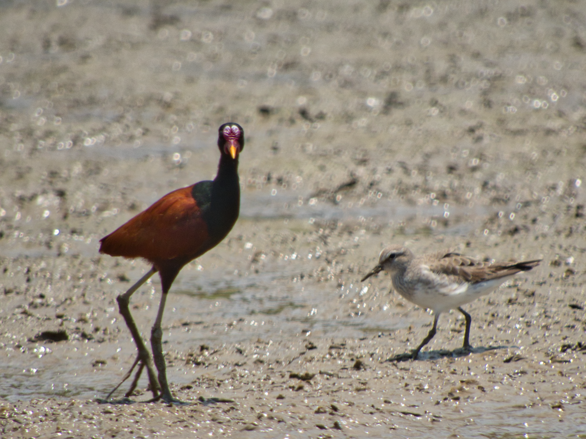 Побережник білогрудий - ML609883553