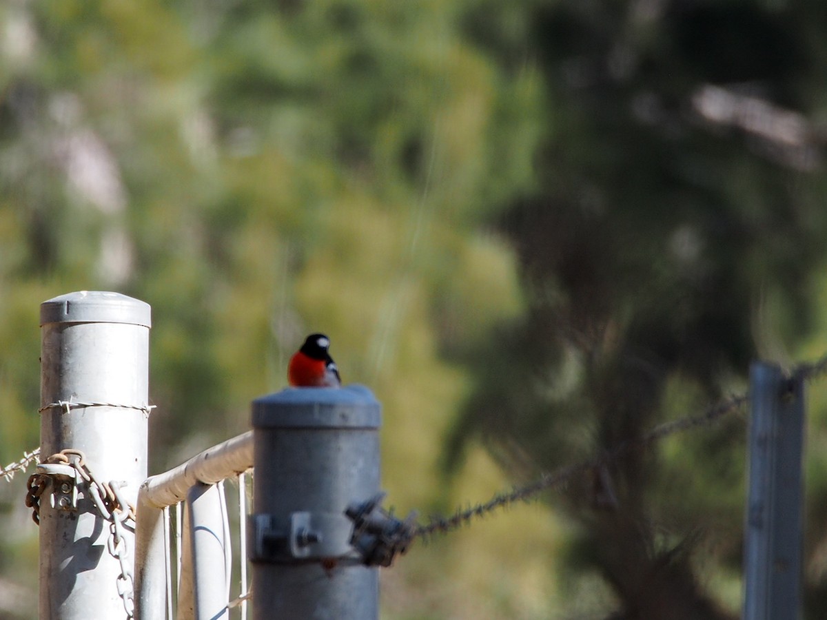 サンショクヒタキ - ML609883555