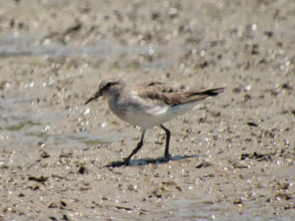 Побережник білогрудий - ML609883557