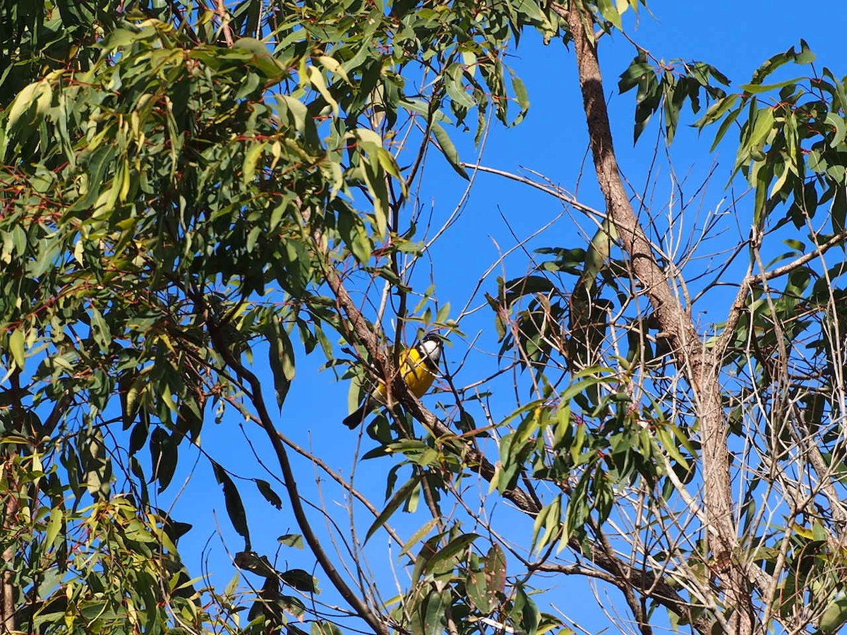 Golden Whistler (Eastern) - ML609883560