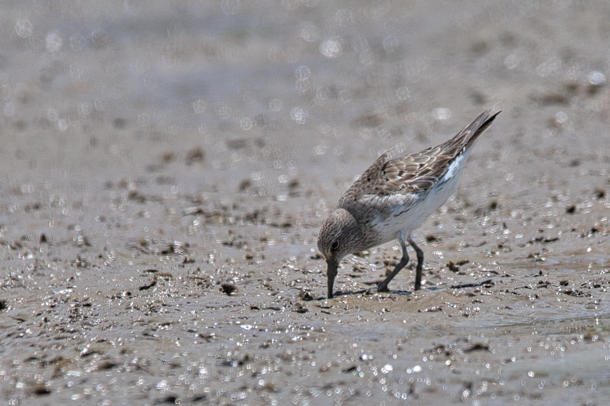 Побережник білогрудий - ML609883562