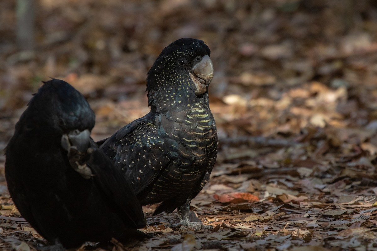 Red-tailed Black-Cockatoo - Ramit Singal