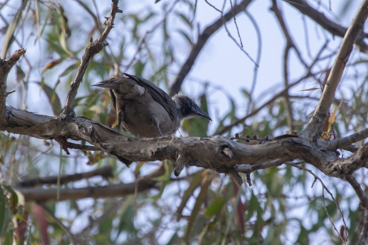 Helmeted Friarbird - Ramit Singal