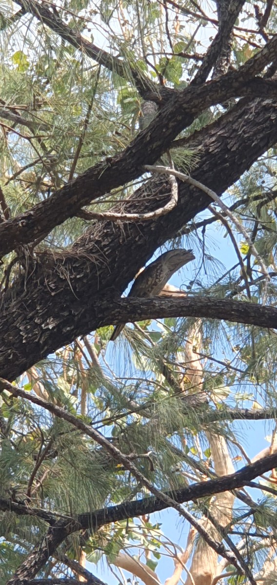 Tawny Frogmouth - ML609883580
