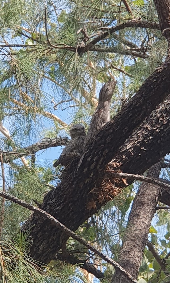 Tawny Frogmouth - ML609883581