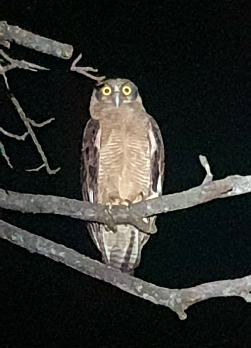 Rufous Owl - ML609883650