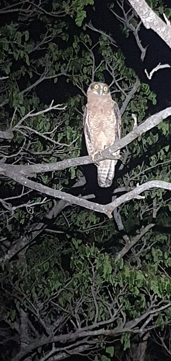 Rufous Owl - ML609883651