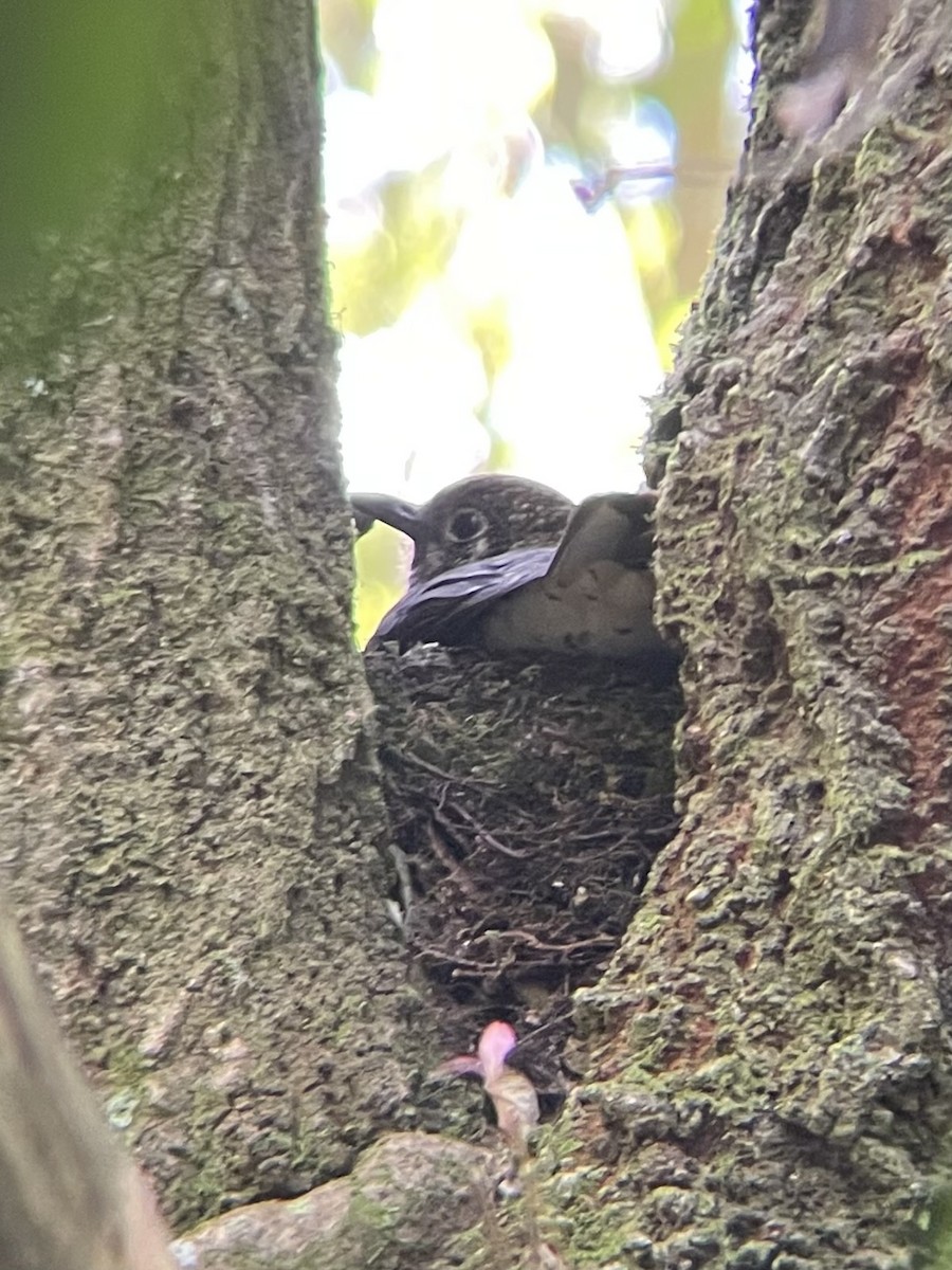 Russet-tailed Thrush - ML609883660