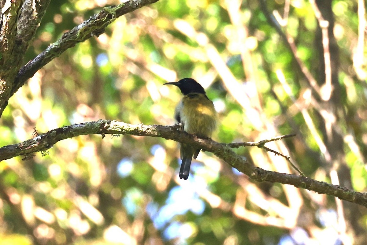 Scarlet-naped Myzomela - ML609883746