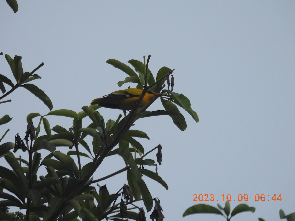 Black-naped Oriole - ML609884103