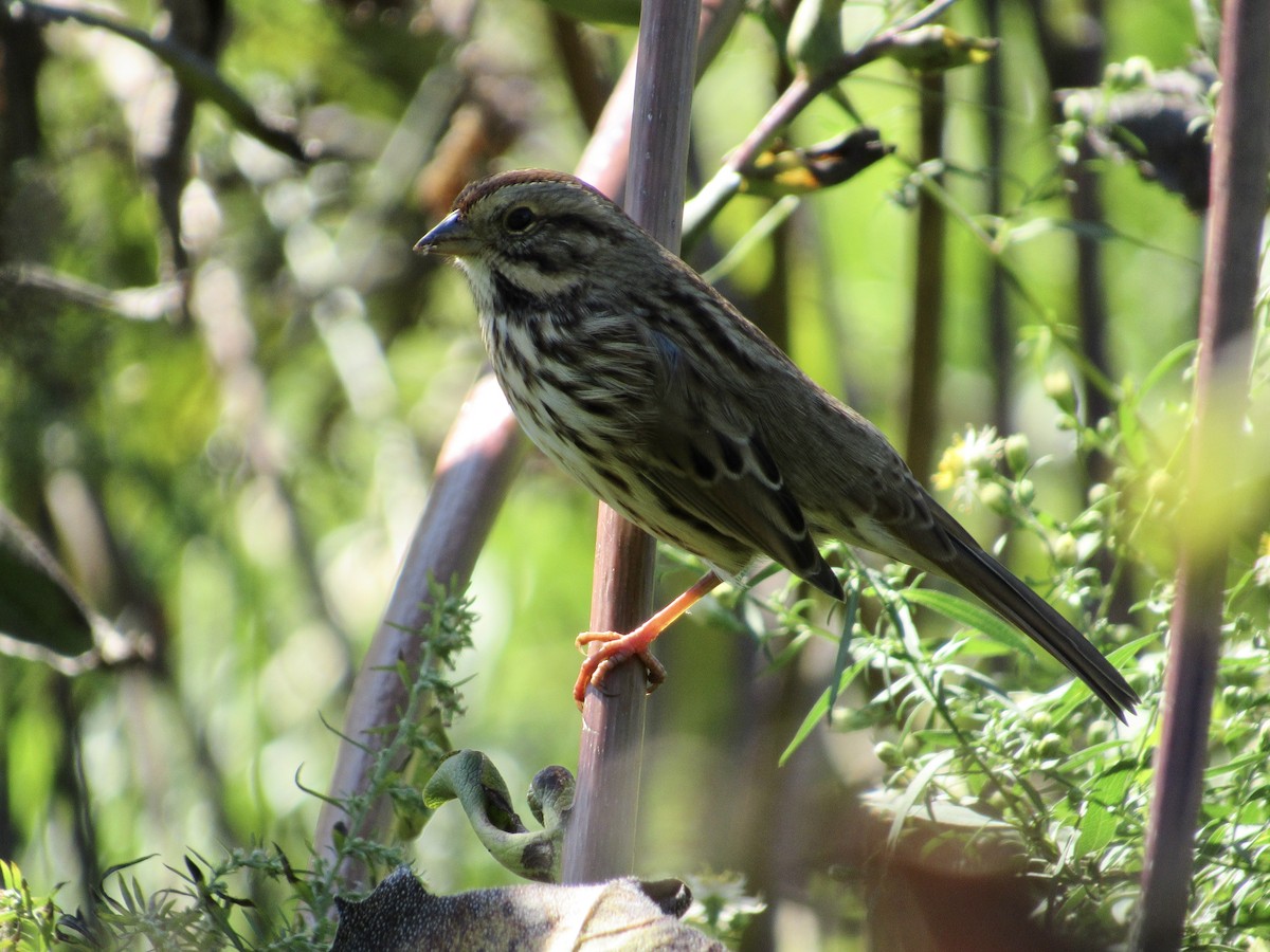 Song Sparrow - ML609884138