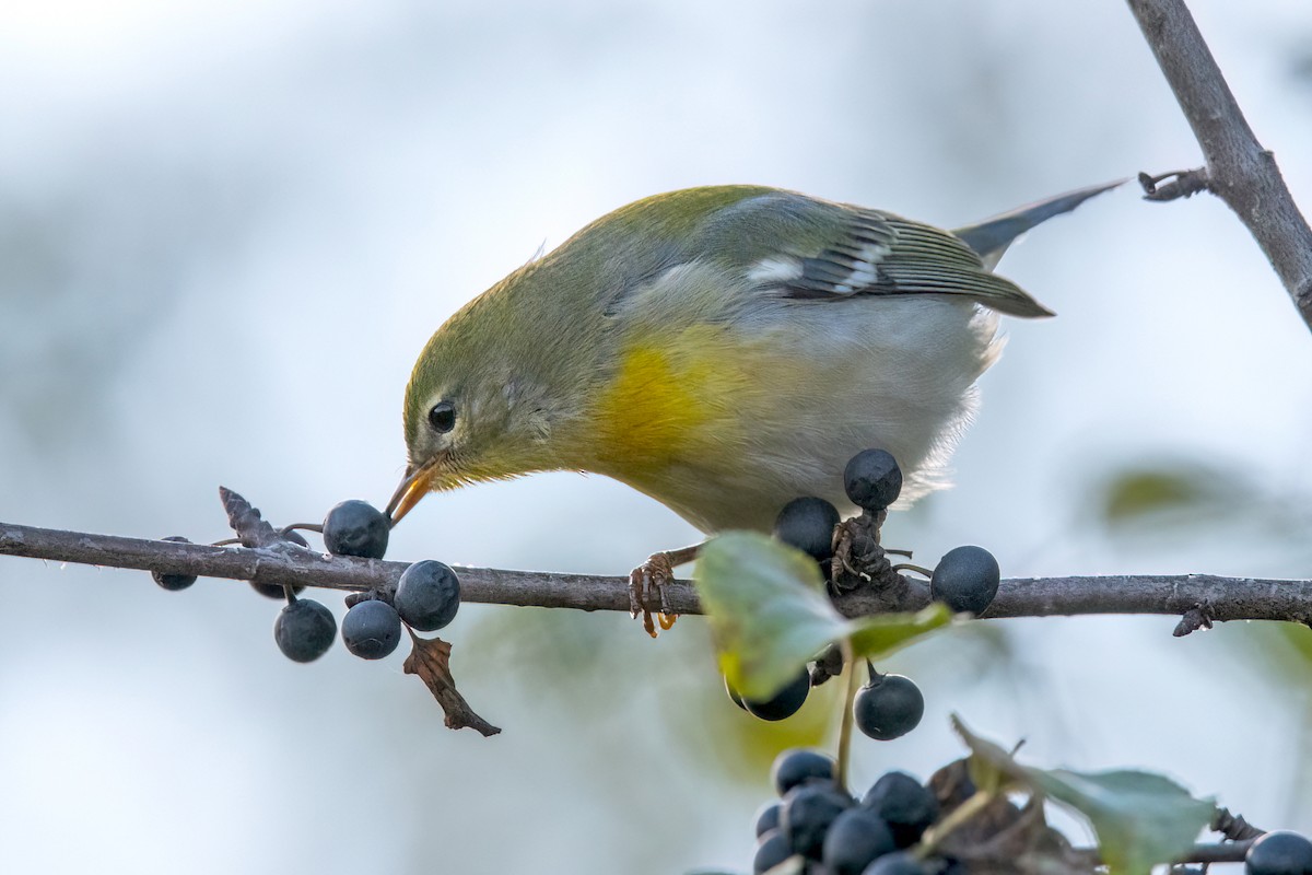 Northern Parula - Sue Barth