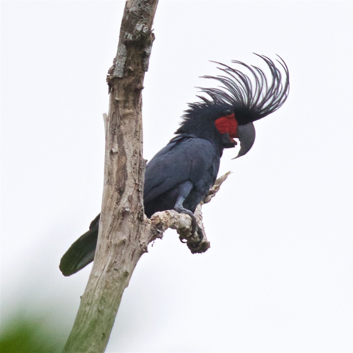 Palm Cockatoo - ML609884195