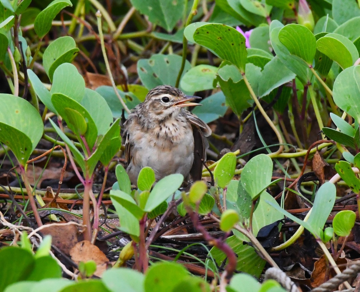 Oriental Skylark - ML609884335