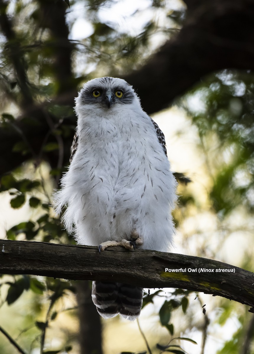 Powerful Owl - ML609884362