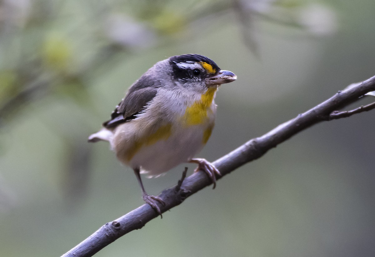 Striated Pardalote - ML609884365